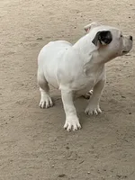 Zeus, a male American Bully for sale in Colorado Springs, CO – 3 of 10