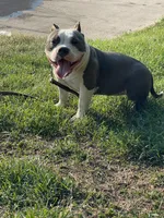 Love, a female American Bully for sale in Colorado Springs, CO – 8 of 10