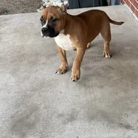 Mocha, a female American Bully for sale in Colorado Springs, CO – Photo 1 of 10