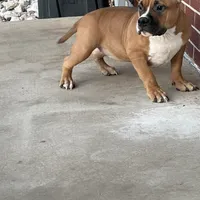 Mocha, a female American Bully for sale in Colorado Springs, CO – Photo 8 of 10