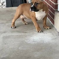 Mocha, a female American Bully for sale in Colorado Springs, CO – Photo 7 of 10