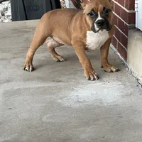 Mocha, a female American Bully for sale in Colorado Springs, CO – Photo 9 of 10