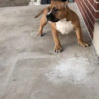 Mocha, a female American Bully for sale in Colorado Springs, CO – Photo 5 of 10