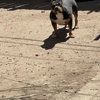 Mocha, a female American Bully for sale in Colorado Springs, CO – Photo 3 of 10