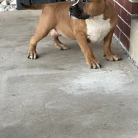 Mocha, a female American Bully for sale in Colorado Springs, CO – Photo 10 of 10