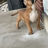 Mocha, a female American Bully for sale in Colorado Springs, CO – Photo 6 of 10