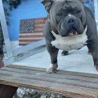 Mocha, a female American Bully for sale in Colorado Springs, CO – Photo 4 of 10