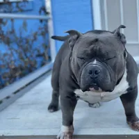 Mocha, a female American Bully for sale in Colorado Springs, CO – Photo 2 of 10