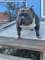 Love, a female American Bully for sale in Colorado Springs, CO – 4 of 9