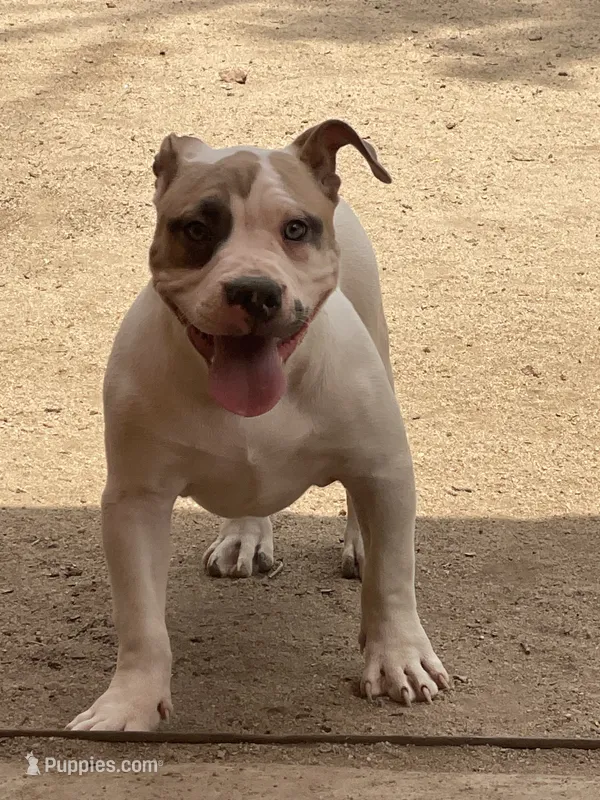 Bella – American Bully puppy for sale in Colorado Springs, CO