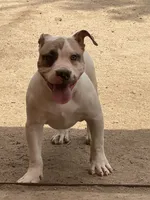 Bella, a female American Bully for sale in Colorado Springs, CO – 1 of 8