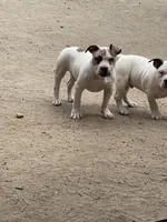 Bella, a female American Bully for sale in Colorado Springs, CO – 6 of 8