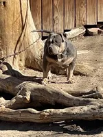 Queen, a female American Bully for sale in Colorado Springs, CO – 4 of 7