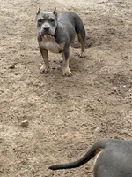 Queen, a female American Bully for sale in Colorado Springs, CO – 5 of 7