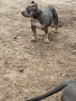 Queen, a female American Bully for sale in Colorado Springs, CO – 7 of 7