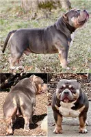 Queen, a female American Bully for sale in Colorado Springs, CO – 2 of 7