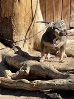 Queen, a female American Bully for sale in Colorado Springs, CO – 3 of 7