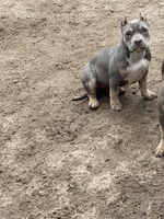 Queen, a female American Bully for sale in Colorado Springs, CO – 6 of 7