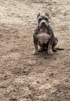Queen, a female American Bully for sale in Colorado Springs, CO – 1 of 7