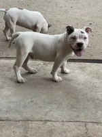 Zeus, a male American Bully for sale in Colorado Springs, CO – 8 of 10