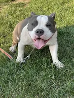 Love, a female American Bully for sale in Colorado Springs, CO – 4 of 10