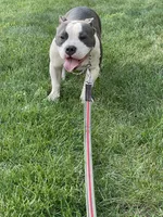 Love, a female American Bully for sale in Colorado Springs, CO – 5 of 10