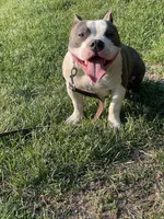 Love, a female American Bully for sale in Colorado Springs, CO – 6 of 10