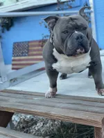 Zeus, a male American Bully for sale in Colorado Springs, CO – 7 of 10