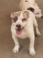 Bella, a female American Bully for sale in Colorado Springs, CO – 2 of 8