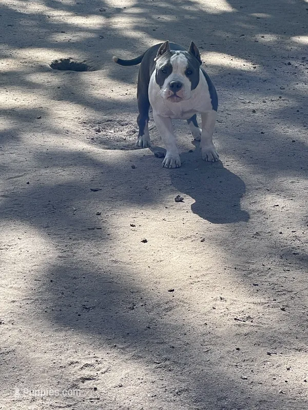 Love – American Bully puppy for sale in Colorado Springs, CO