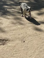 Love, a female American Bully for sale in Colorado Springs, CO – 9 of 9
