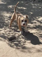 Grizzle , a male American Bully for sale in Colorado Springs, CO – 8 of 9