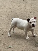 Zeus, a male American Bully for sale in Colorado Springs, CO – 6 of 10