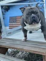 Grizzle , a male American Bully for sale in Colorado Springs, CO – 2 of 9