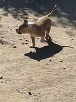 Grizzle , a male American Bully for sale in Colorado Springs, CO – 9 of 9
