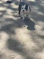 Love, a female American Bully for sale in Colorado Springs, CO – 8 of 9