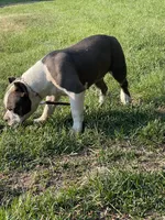 Love, a female American Bully for sale in Colorado Springs, CO – 9 of 10