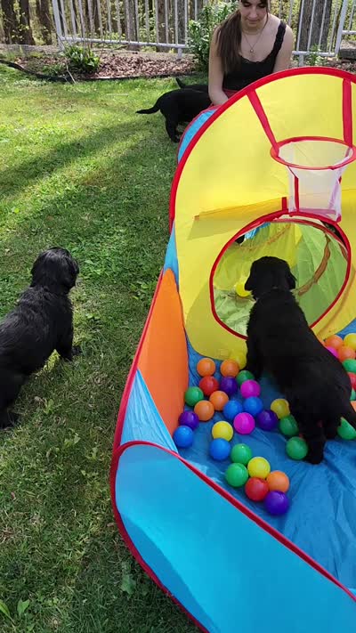 Flat coated female, a male Flat Coated Retriever for sale in Monticello, KY – 4 of 6
