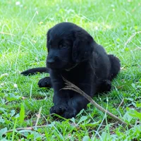 Flat coated female, a male Flat Coated Retriever for sale in Monticello, KY – 5 of 6