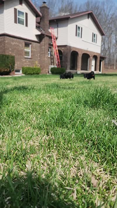 Flat coated male, a male Flat Coated Retriever for sale in Monticello, KY – 5 of 5