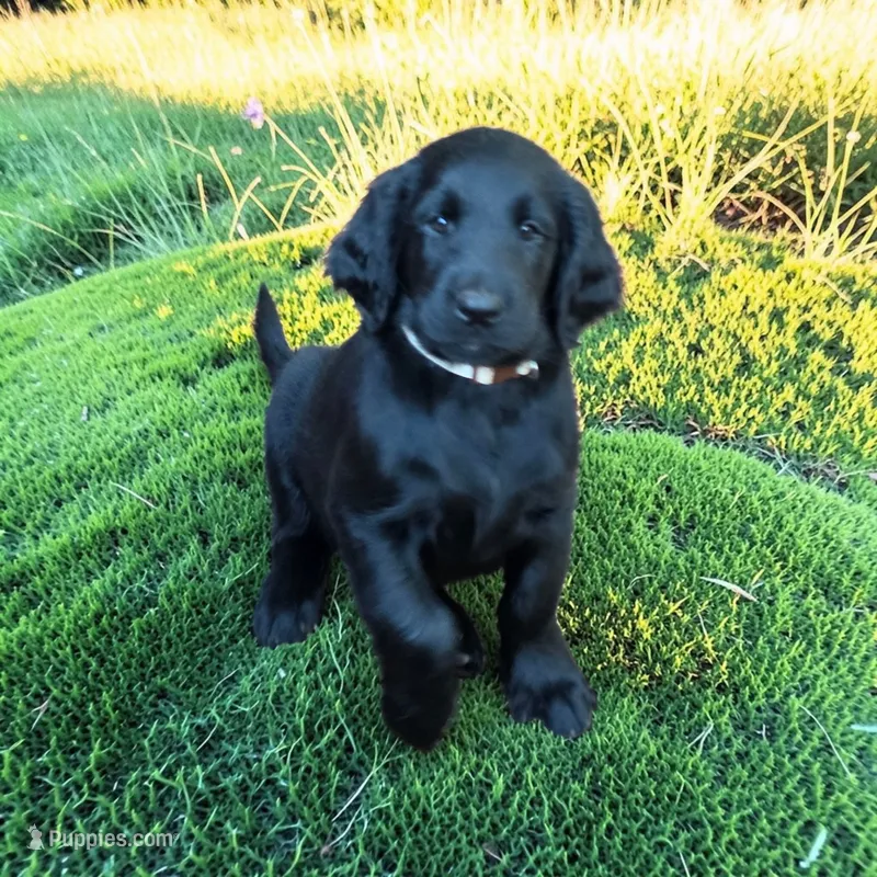 Flat coated female – Flat Coated Retriever puppy for sale in Monticello, KY