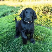 Flat coated female, a male Flat Coated Retriever for sale in Monticello, KY – 1 of 6