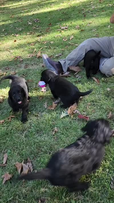 Flat coated male, a male Flat Coated Retriever for sale in Monticello, KY – 3 of 5
