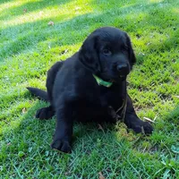 Flat coated female, a male Flat Coated Retriever for sale in Monticello, KY – 6 of 6
