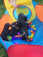Flat coated female, a male Flat Coated Retriever for sale in Monticello, KY – 3 of 6