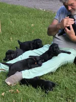 Flat coated male, a male Flat Coated Retriever for sale in Monticello, KY – 2 of 5