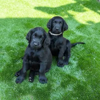Flat coated female, a male Flat Coated Retriever for sale in Monticello, KY – 2 of 6