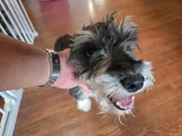 AKC Mini Schnauzer 204m, a male Miniature Schnauzer for sale in Bakersfield, CA – 8 of 10