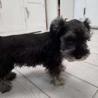 AKC Mini Schnauzer 204m, a male Miniature Schnauzer for sale in Bakersfield, CA – Photo 3 of 10