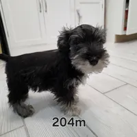 AKC Mini Schnauzer 204m, a male Miniature Schnauzer for sale in Bakersfield, CA – Photo 1 of 10